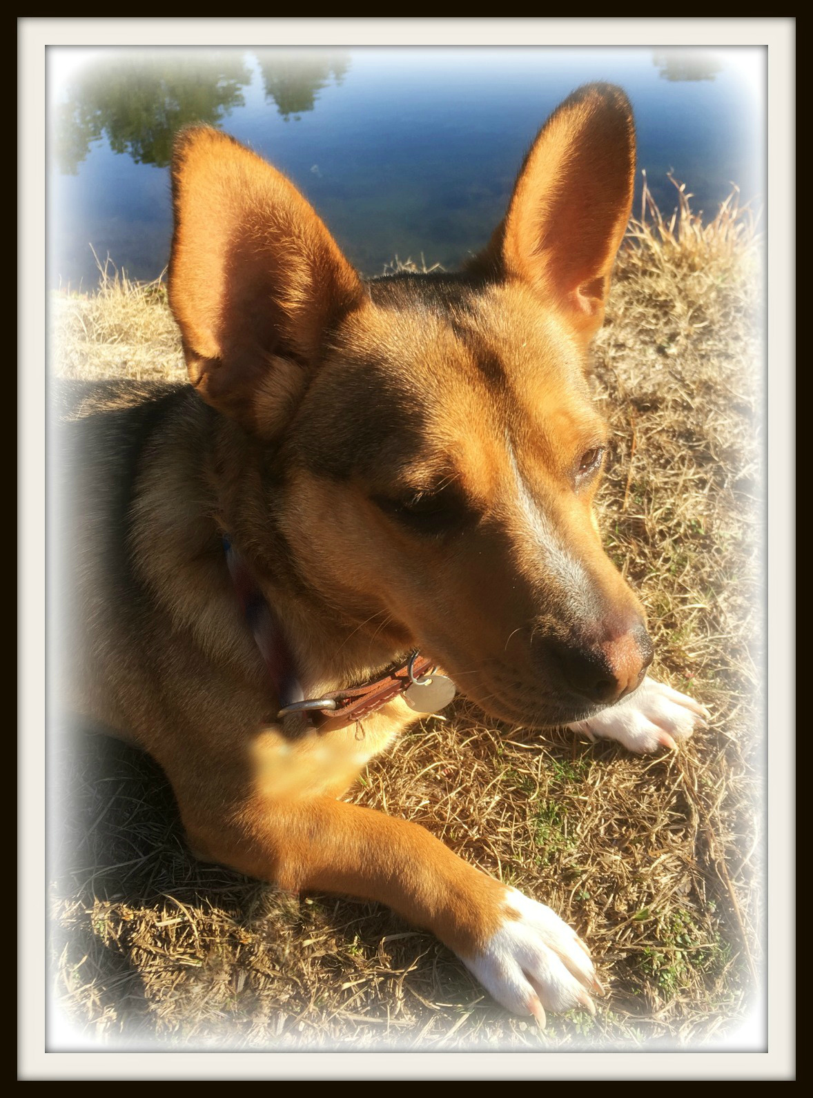 Scrappy photo 1