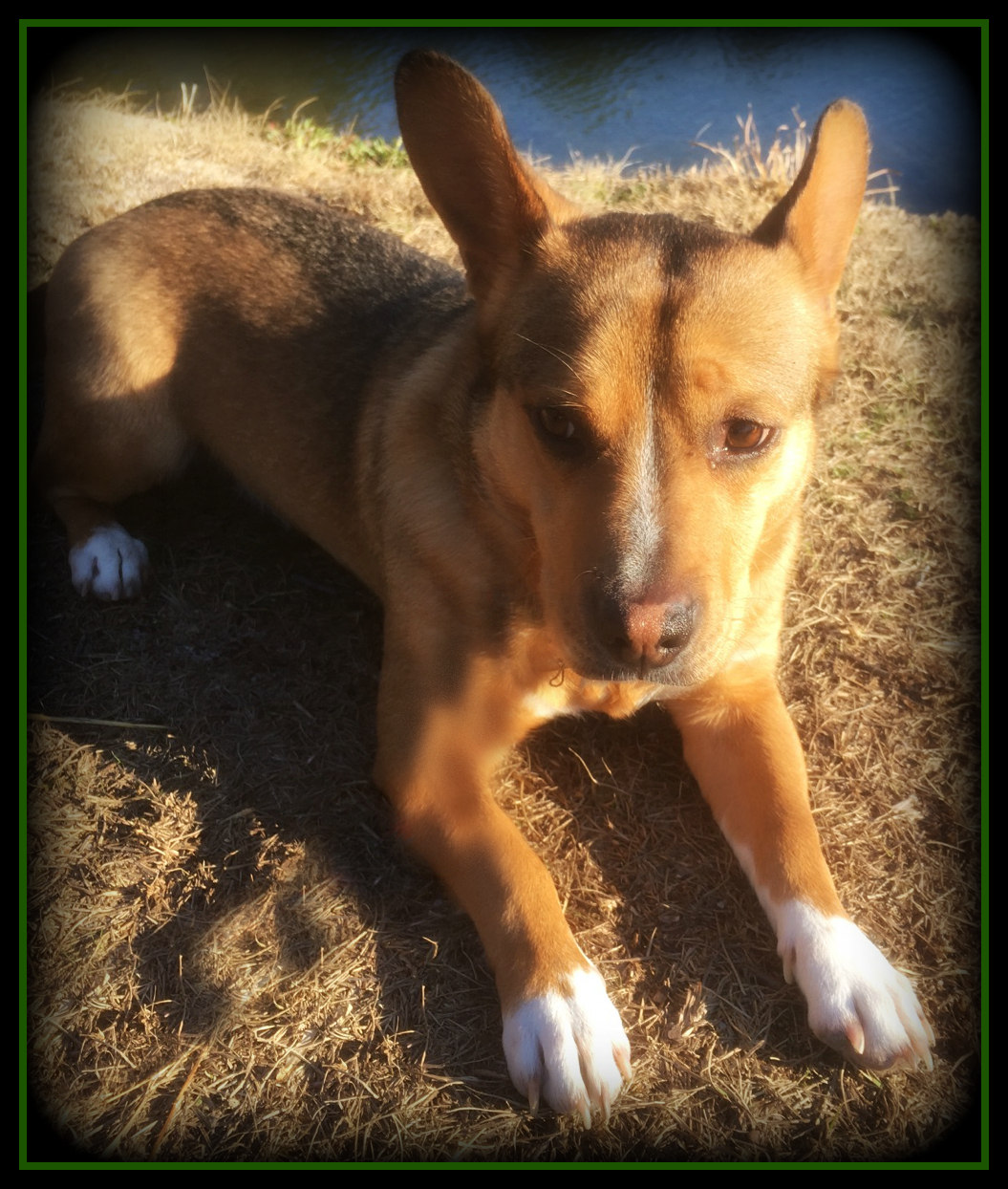 Scrappy, a Adoptable mixed breed in Irmo, SC image 3/12