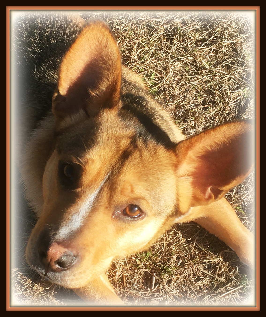 Scrappy, a Adoptable mixed breed in Irmo, SC image 4/12