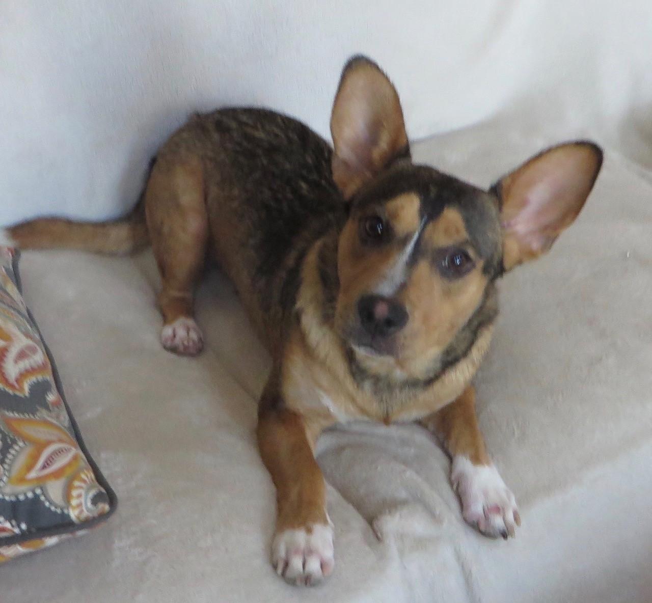 Scrappy, a Adoptable mixed breed in Irmo, SC image 5/12