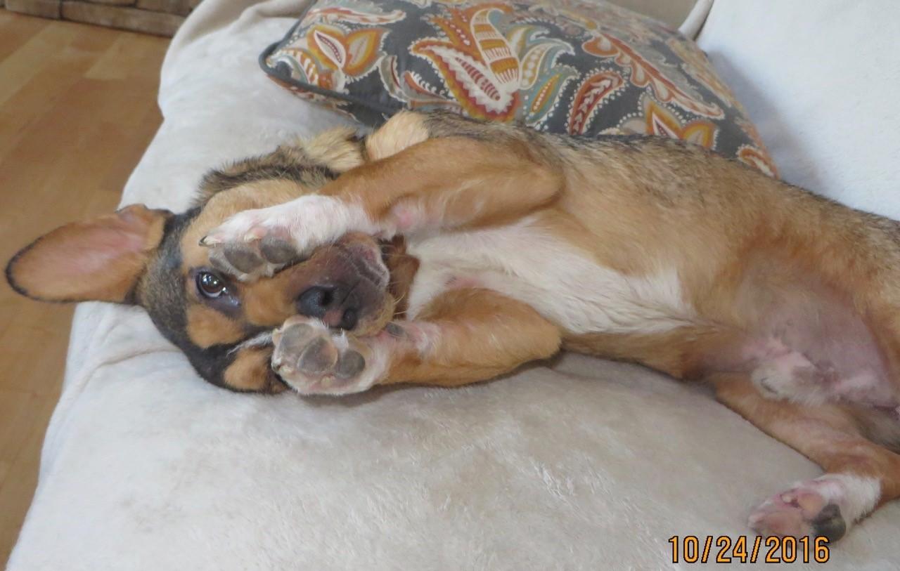 Scrappy, a Adoptable mixed breed in Irmo, SC image 6/12