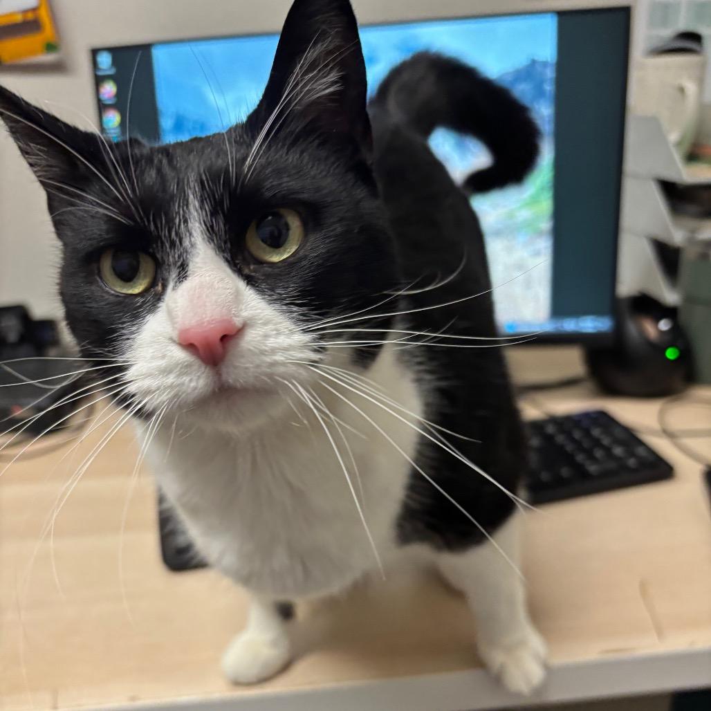 Harley, Adoptable, Senior Female Domestic Short Hair.