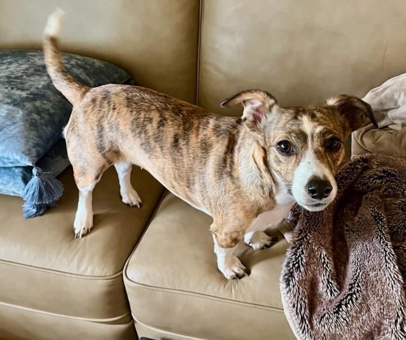 Enlarge Hallie, a Adoptable Dachshund in Knoxville, TN image 2/4
