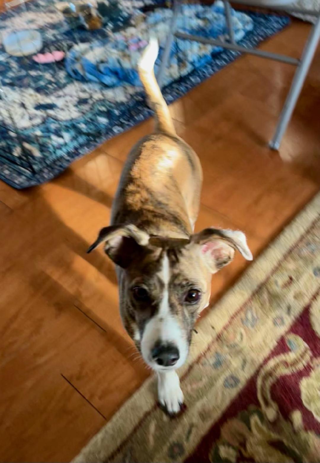 Hallie, Adoptable, Adult Female Dachshund.