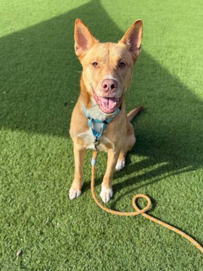 Honey - 1, Adoptable, Adult Female Carolina Dog & Mixed Breed.