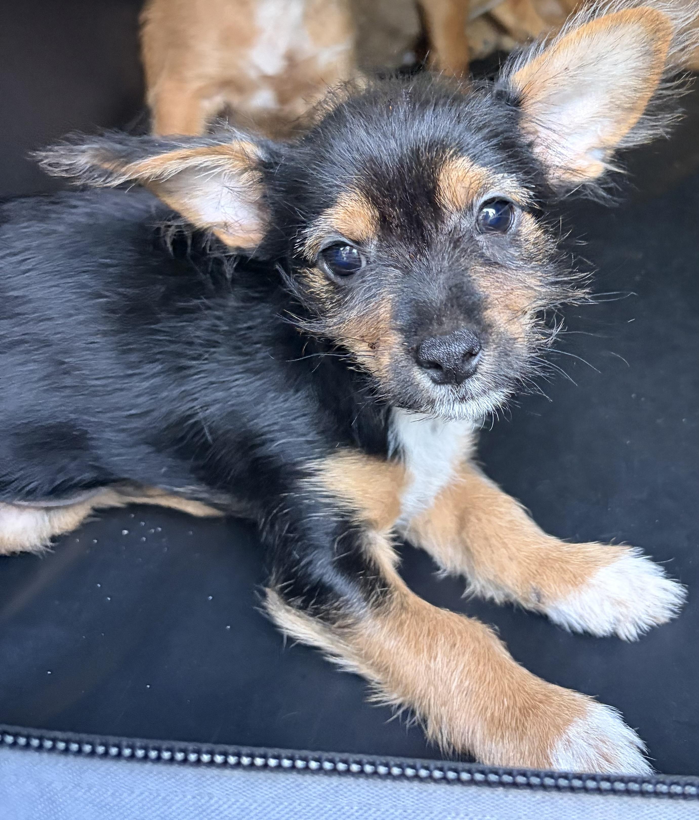 FRUIT OF THE LOOM 2026-318, Adoptable, Puppy Male Miniature Poodle & Yorkshire Terrier.