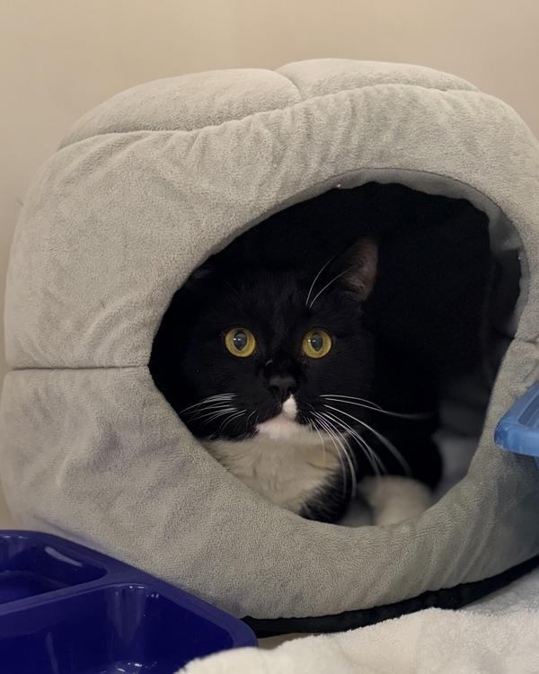 Dennis, Adoptable, Adult Male Domestic Short Hair.