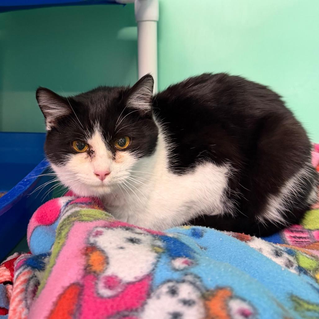 December, Adoptable, Adult Female Domestic Short Hair & Domestic Short Hair.