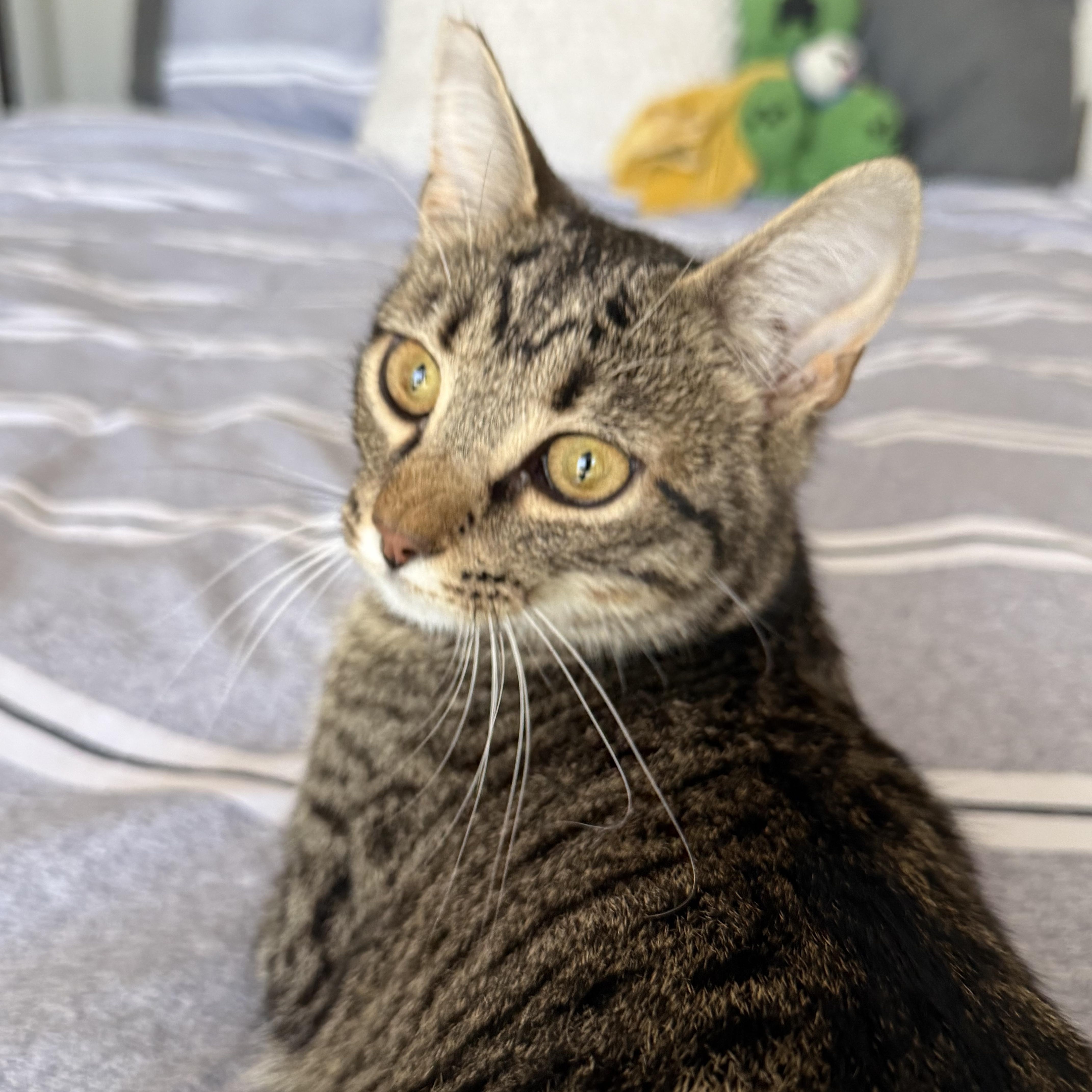 Rusty (sibling to Puff Puff and Flash), ADOPTABLE, Young Male American Shorthair.