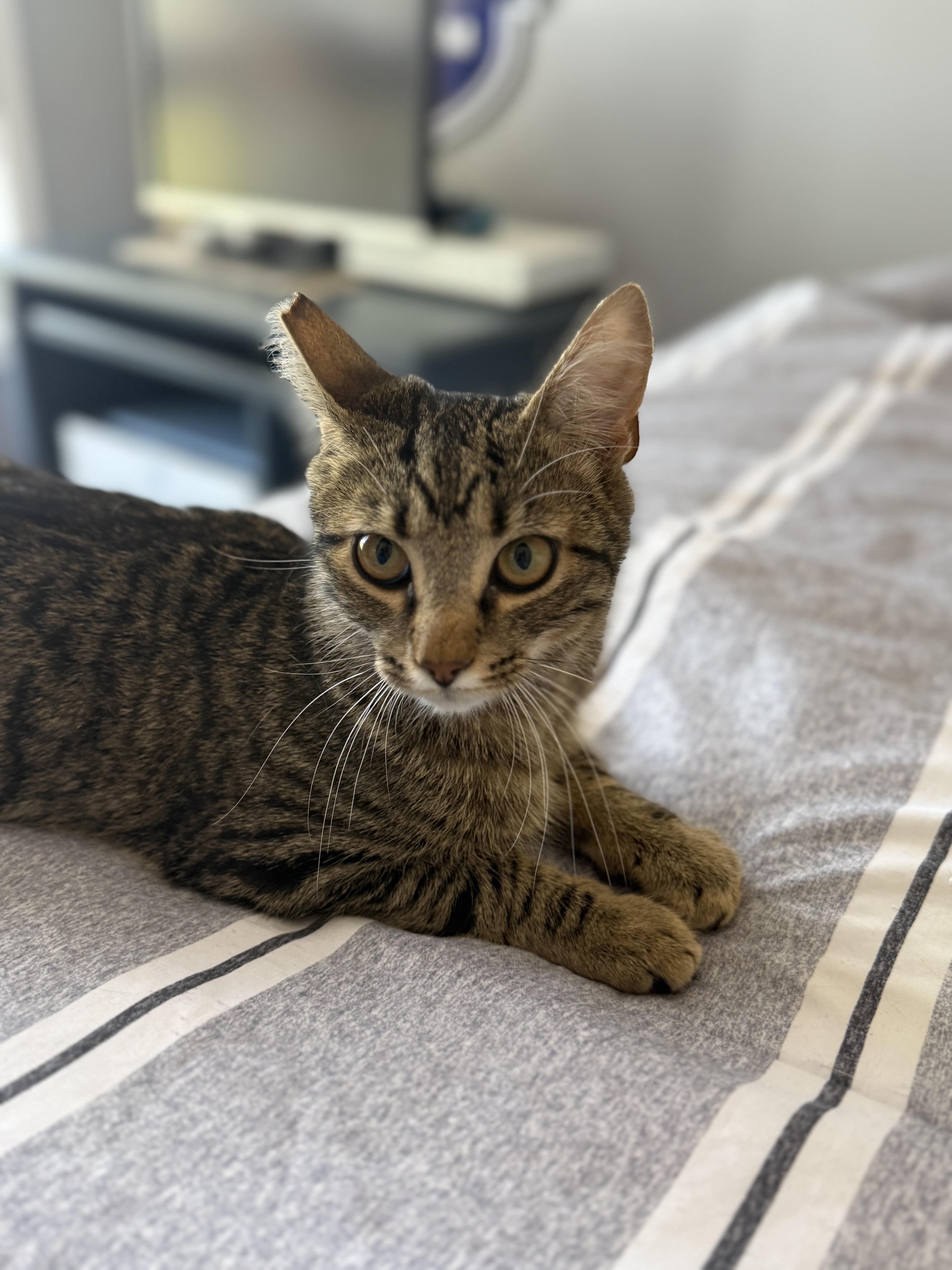 Enlarge Rusty (sibling to Puff Puff and Flash), a ADOPTABLE American Shorthair in Hickory, NC image 3/3