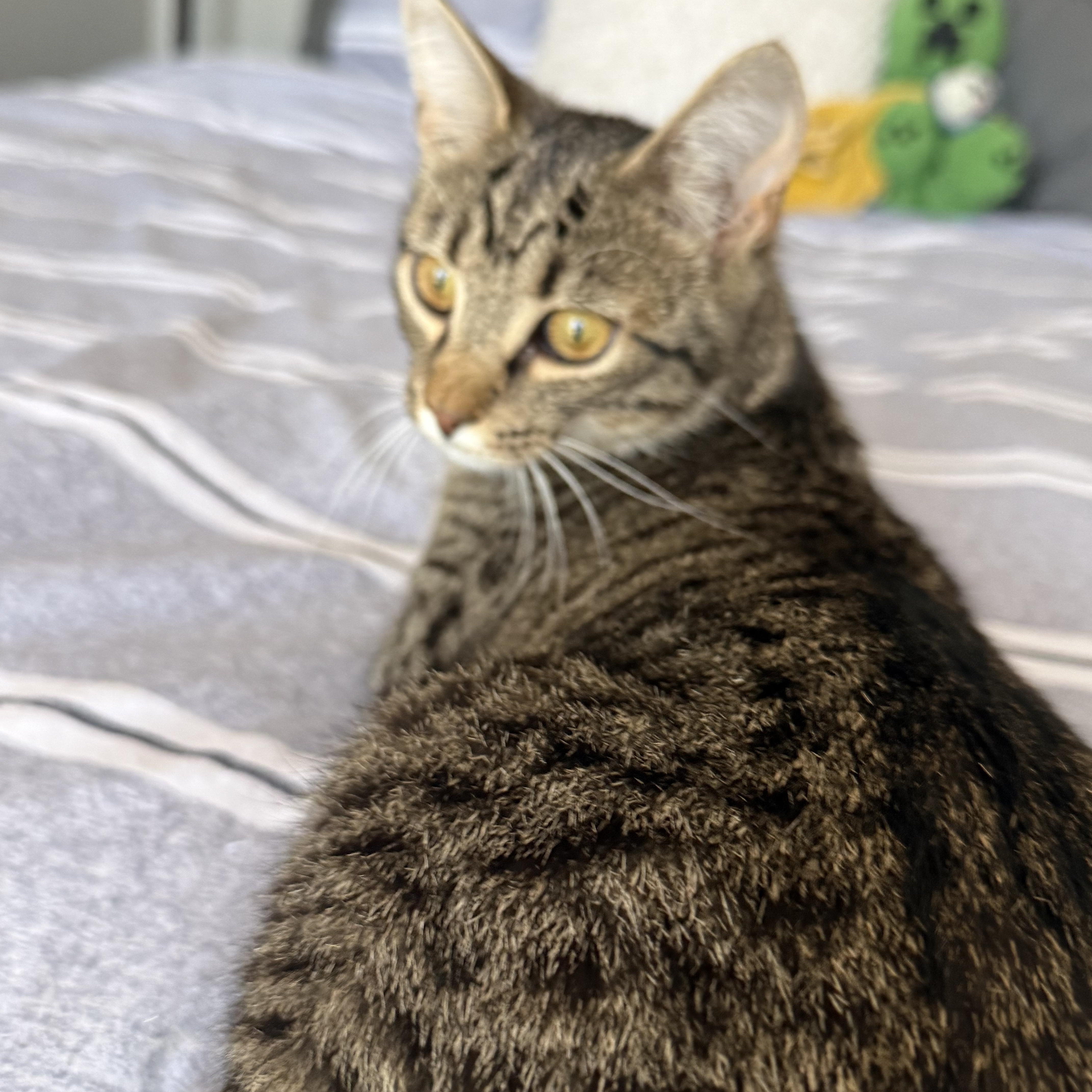 Enlarge Rusty (sibling to Puff Puff and Flash), a ADOPTABLE American Shorthair in Hickory, NC image 2/3