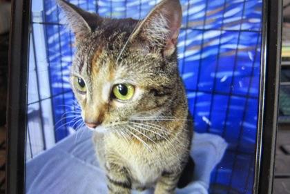 Odessa, Adoptable, Adult Female Domestic Short Hair & Domestic Short Hair.