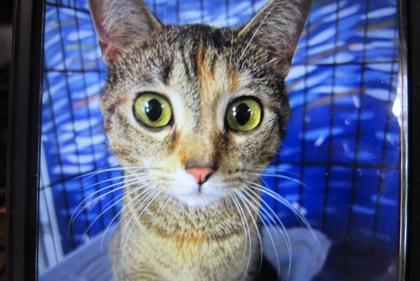 Enlarge Odessa, a Adoptable mixed breed in West Memphis, AR image 1/3