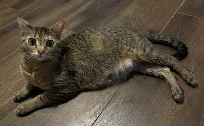 Enlarge Odessa, a Adoptable mixed breed in West Memphis, AR image 3/3