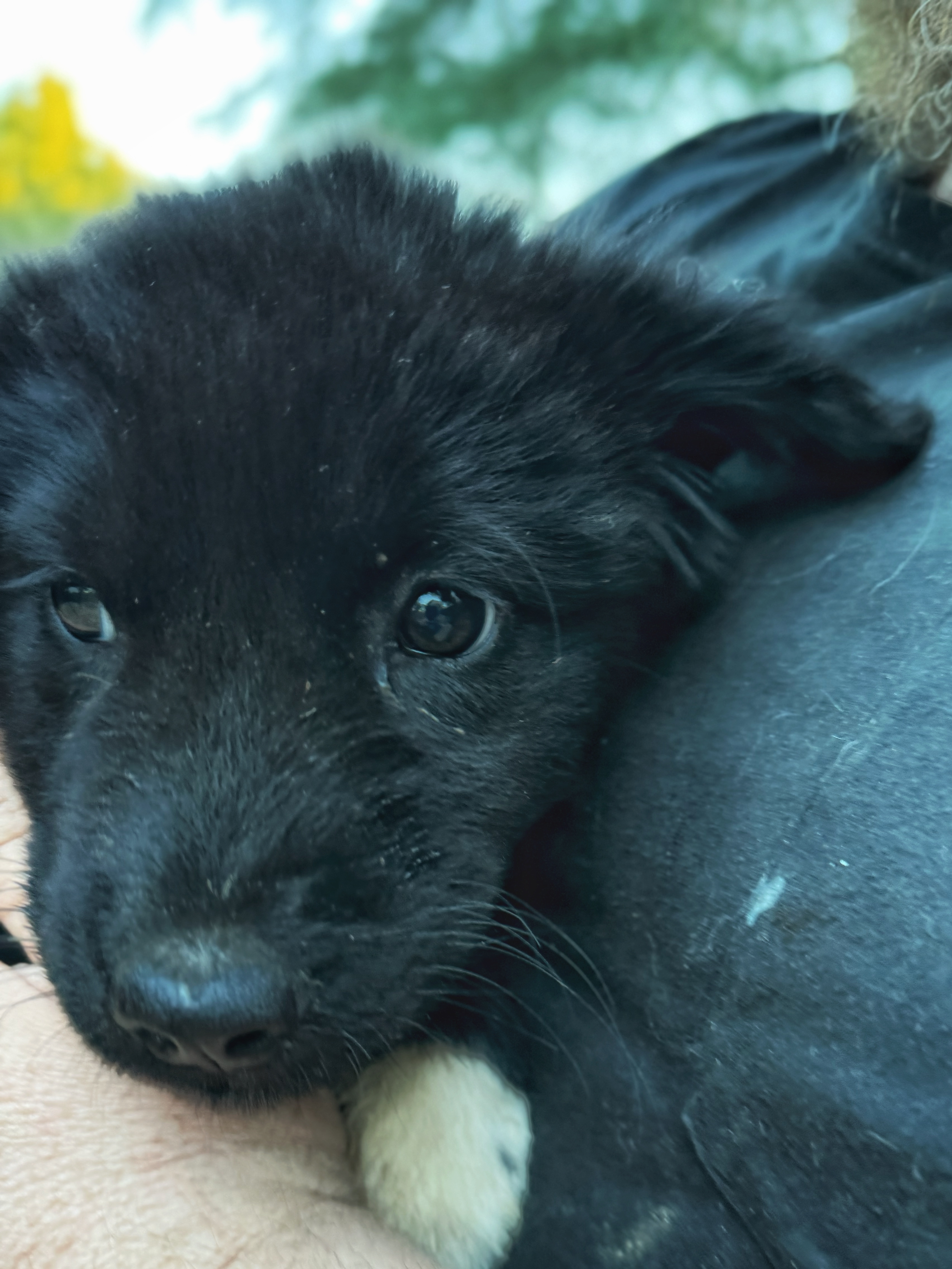 Dog for adoption LAVENDER, a Shepherd & Labrador Retriever Mix in