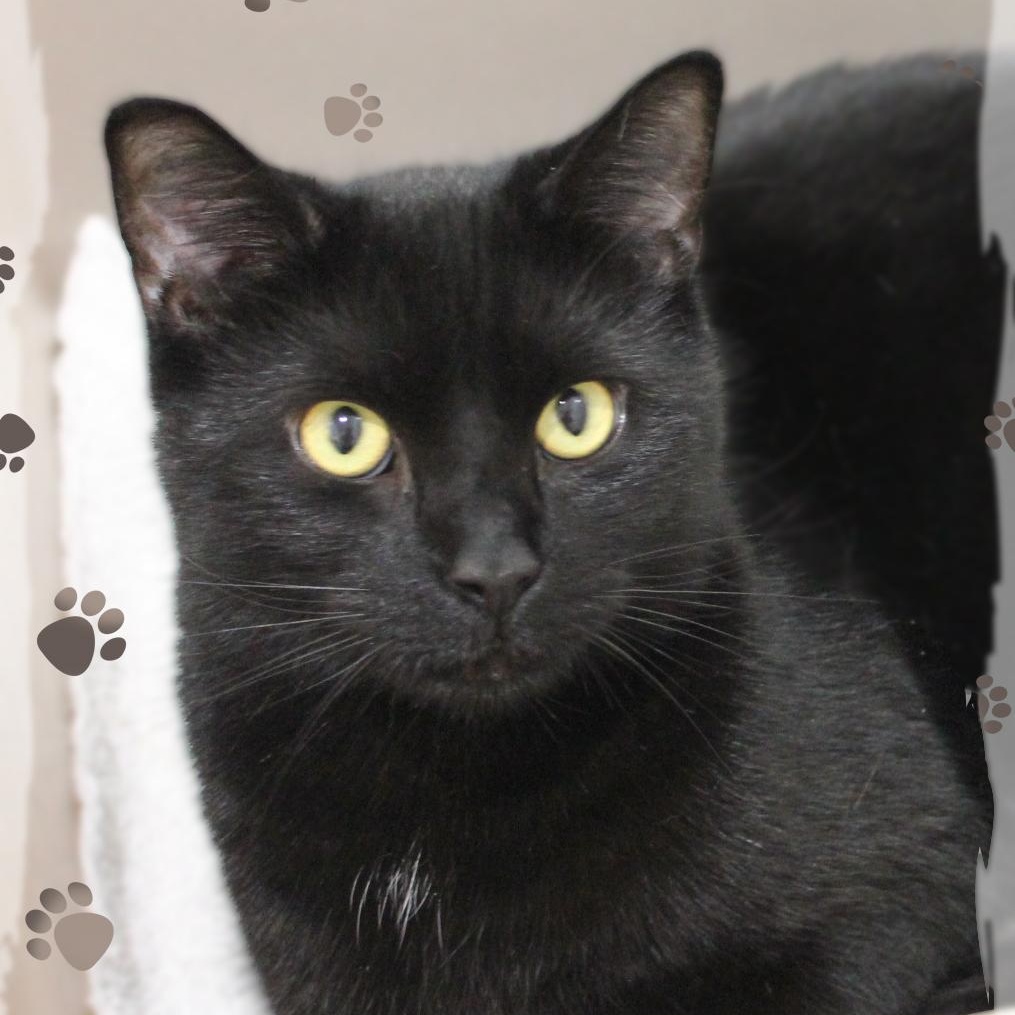 Enlarge Cecil, a ADOPTABLE Domestic Short Hair in Amelia, OH image 1/2
