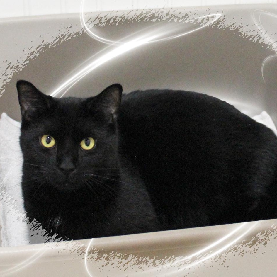 Enlarge Cecil, a ADOPTABLE Domestic Short Hair in Amelia, OH image 2/2