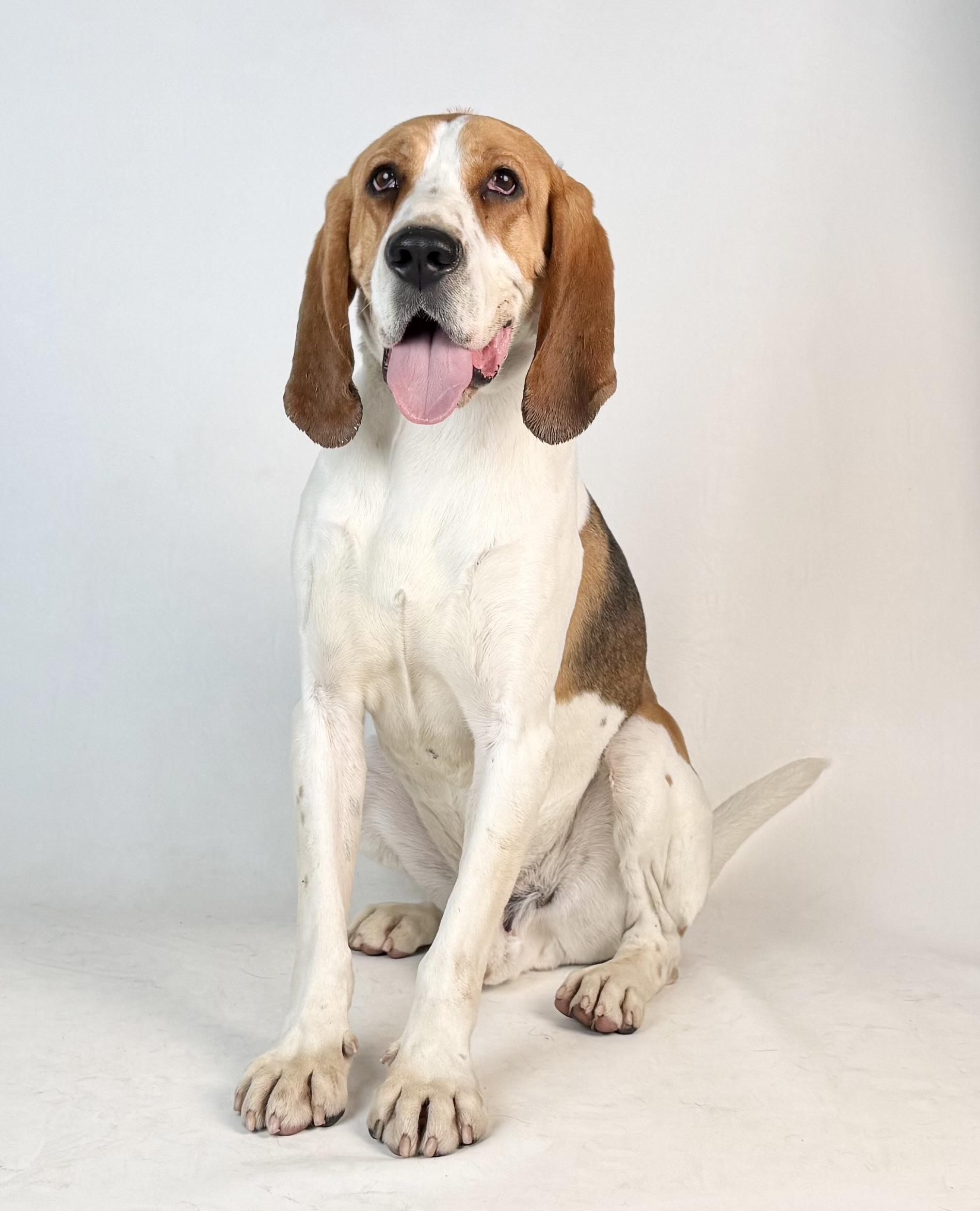 Luke, Adoptable, Young Male Treeing Walker Coonhound.