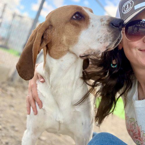 Luke, a Adoptable Treeing Walker Coonhound in Dillon, MT image 2/4