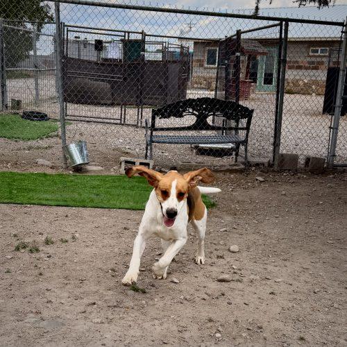Luke, a Adoptable Treeing Walker Coonhound in Dillon, MT image 3/4