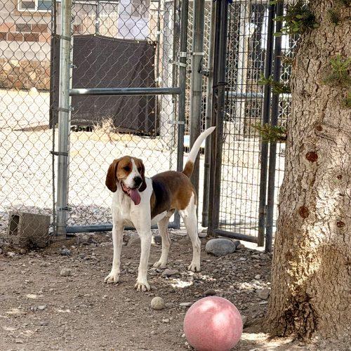 Luke, a Adoptable Treeing Walker Coonhound in Dillon, MT image 4/4