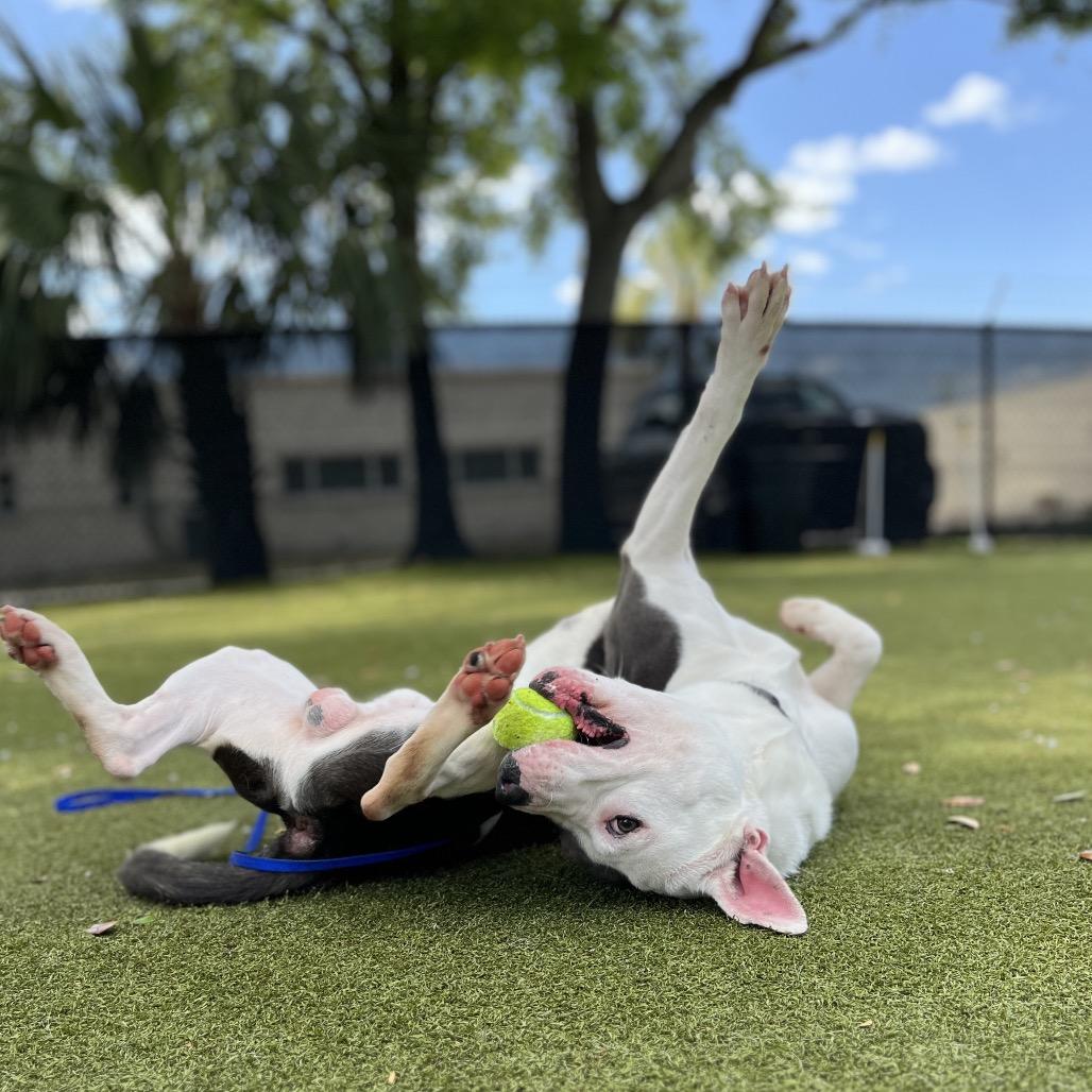 Webbie, Adoptable, Adult Male Mixed Breed.