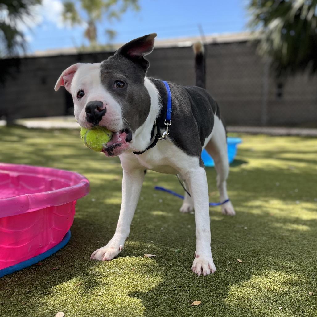 Enlarge Webbie, a Adoptable Mixed Breed in Sarasota, FL image 3/6