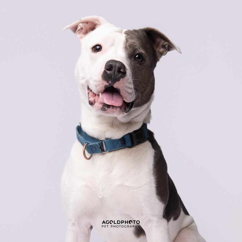 Enlarge Webbie, a Adoptable Mixed Breed in Sarasota, FL image 4/6