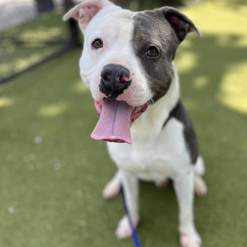 Enlarge Webbie, a Adoptable Mixed Breed in Sarasota, FL image 5/6