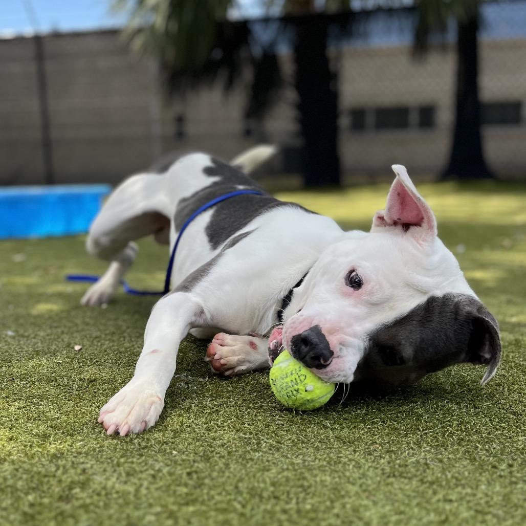 Enlarge Webbie, a Adoptable Mixed Breed in Sarasota, FL image 6/6