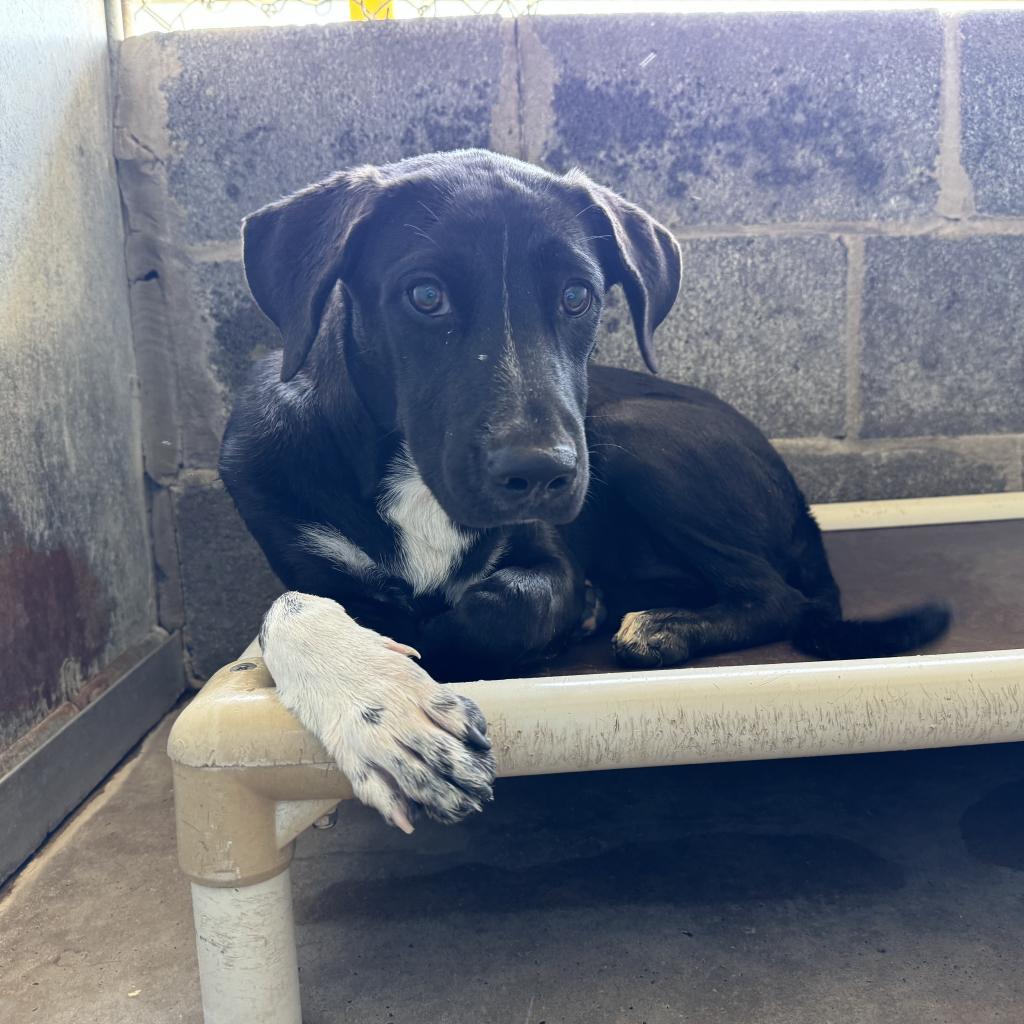 Enlarge Flor, a Adoptable mixed breed in Edinburg, TX image 2/4