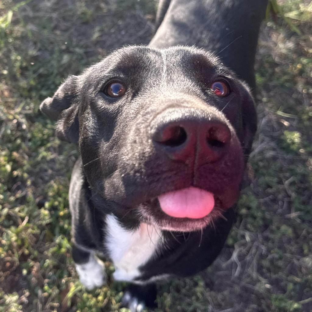 Enlarge Flor, a Adoptable mixed breed in Edinburg, TX image 3/4