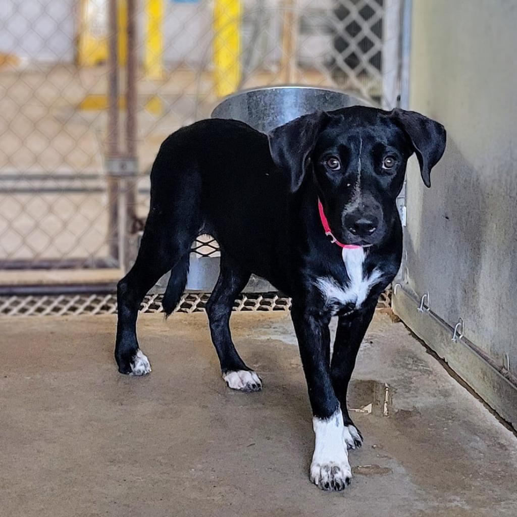 Enlarge Flor, a Adoptable mixed breed in Edinburg, TX image 4/4