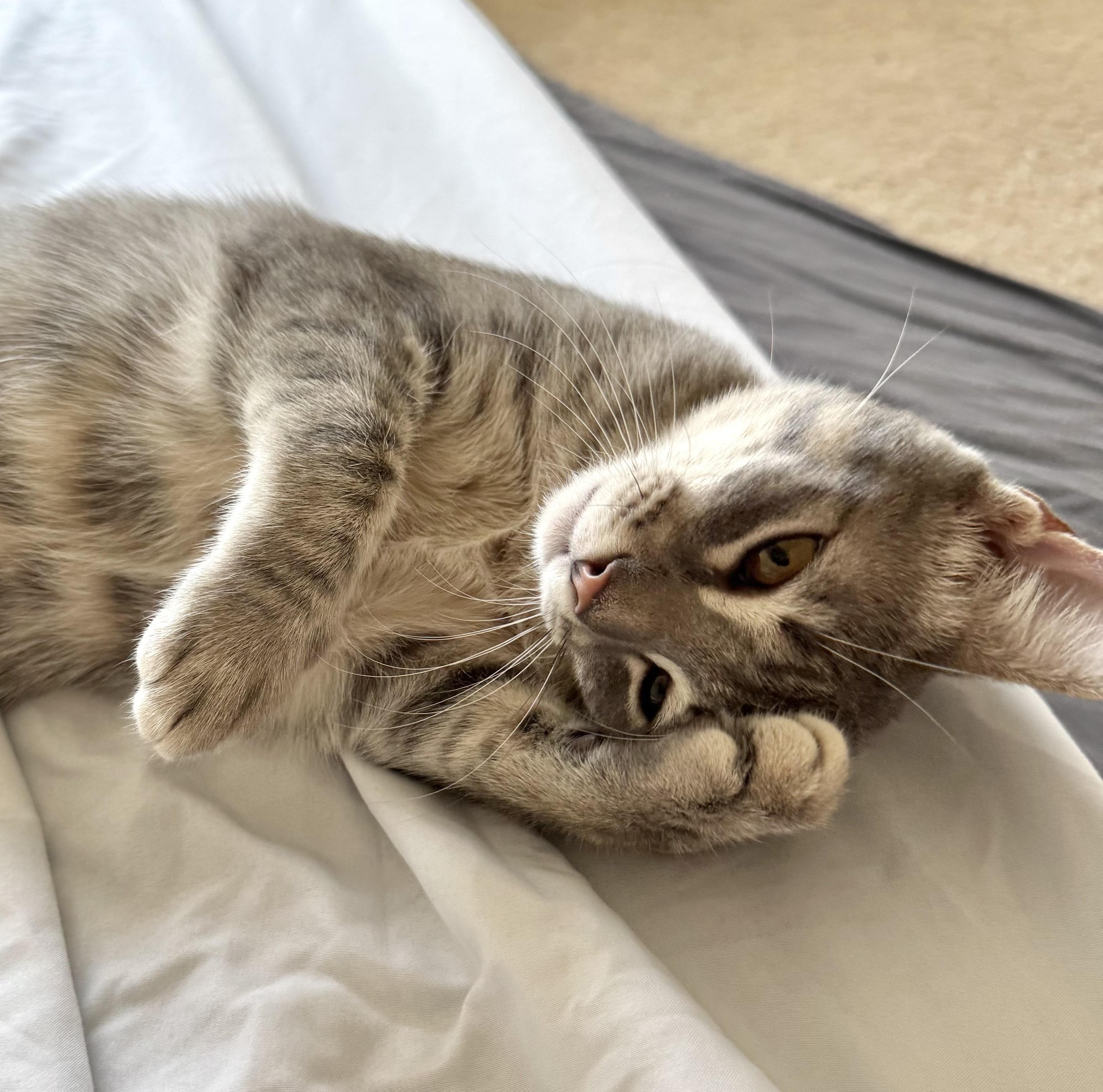 Chip #sister-of-Guacamole