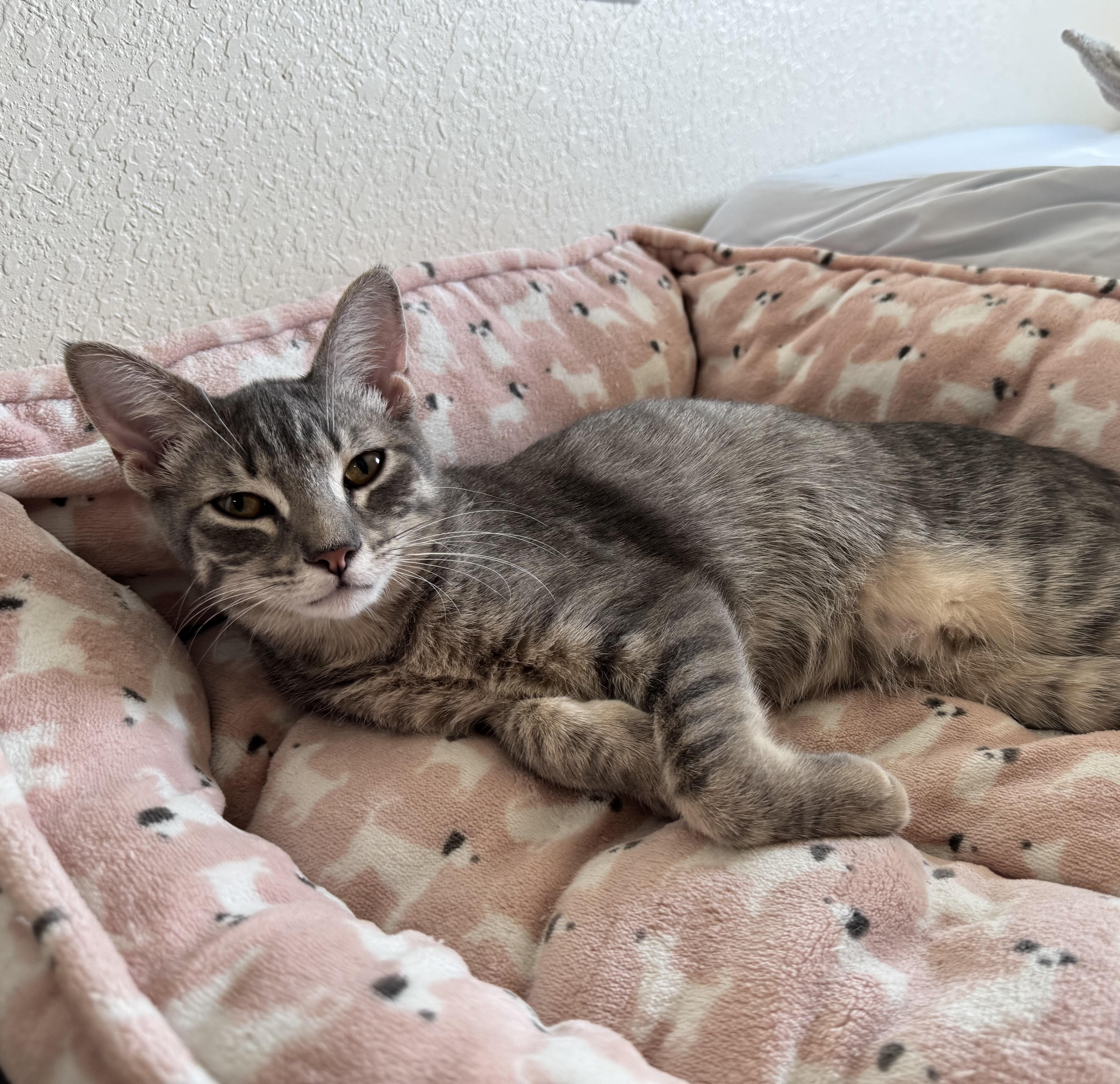 Chip #sister-of-Guacamole