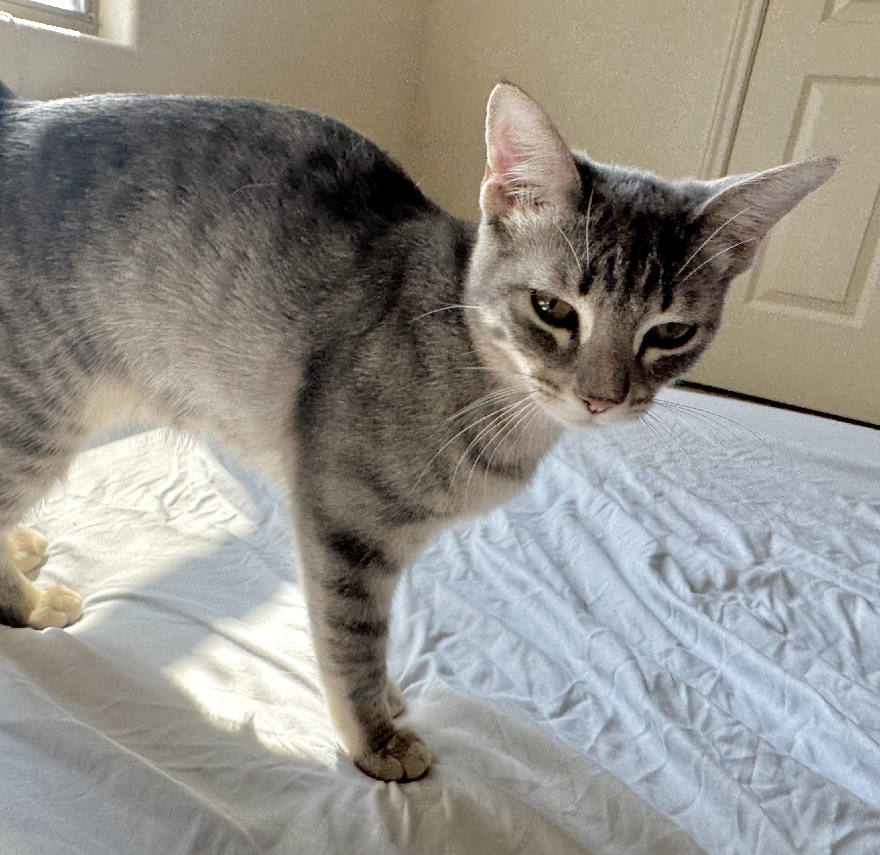 Chip #sister-of-Guacamole