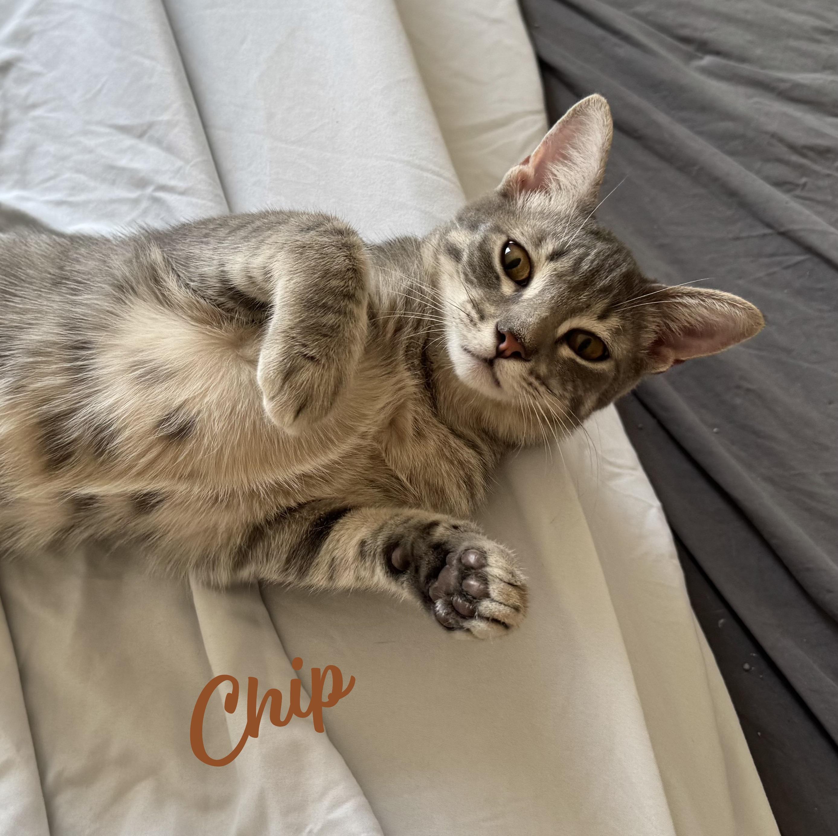 Chip #sister-of-Guacamole