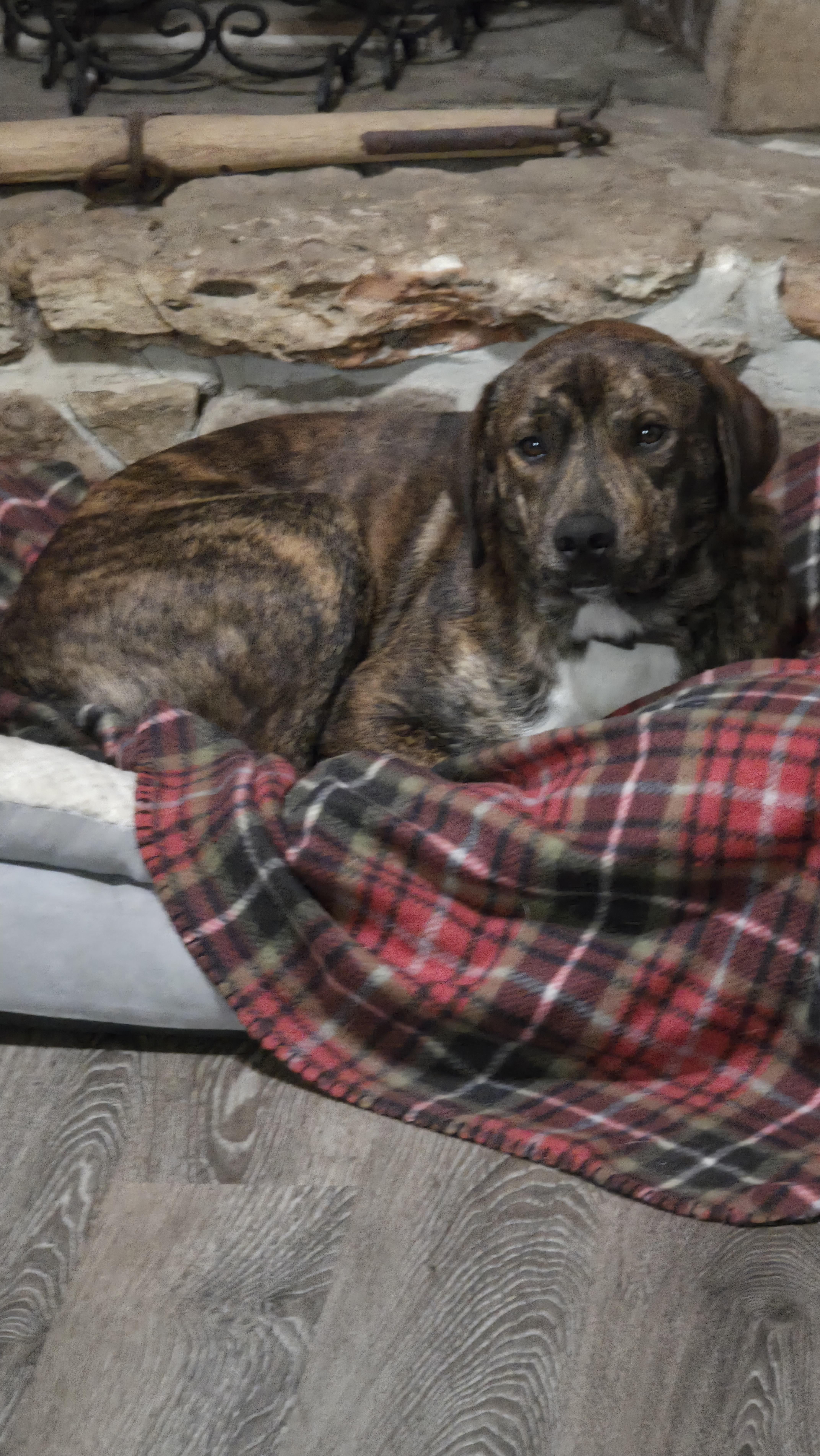 Malachi, Adoptable, Young Male Plott Hound & Labrador Retriever.
