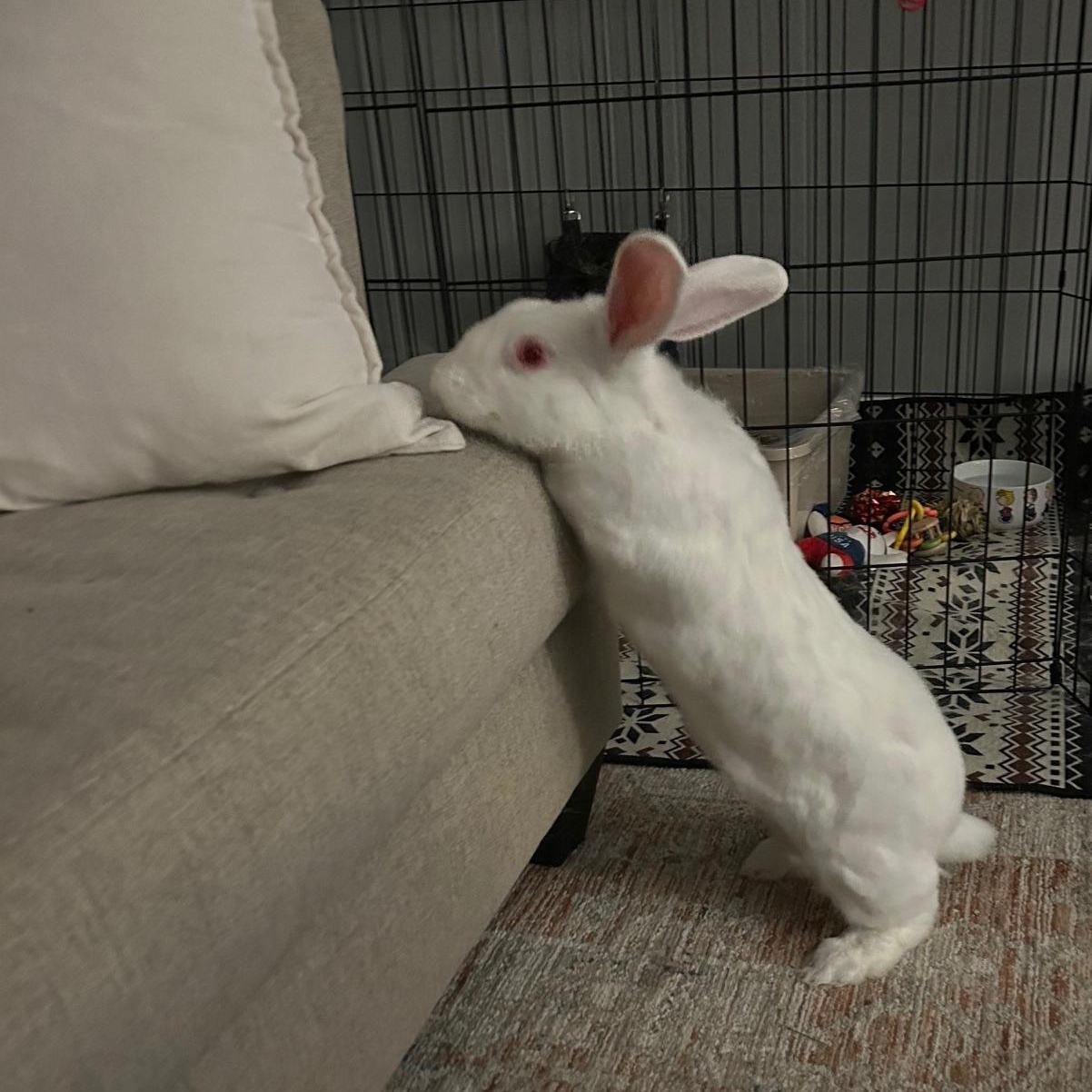 Nova, an adoptable New Zealand in Columbia, MD image 4/4