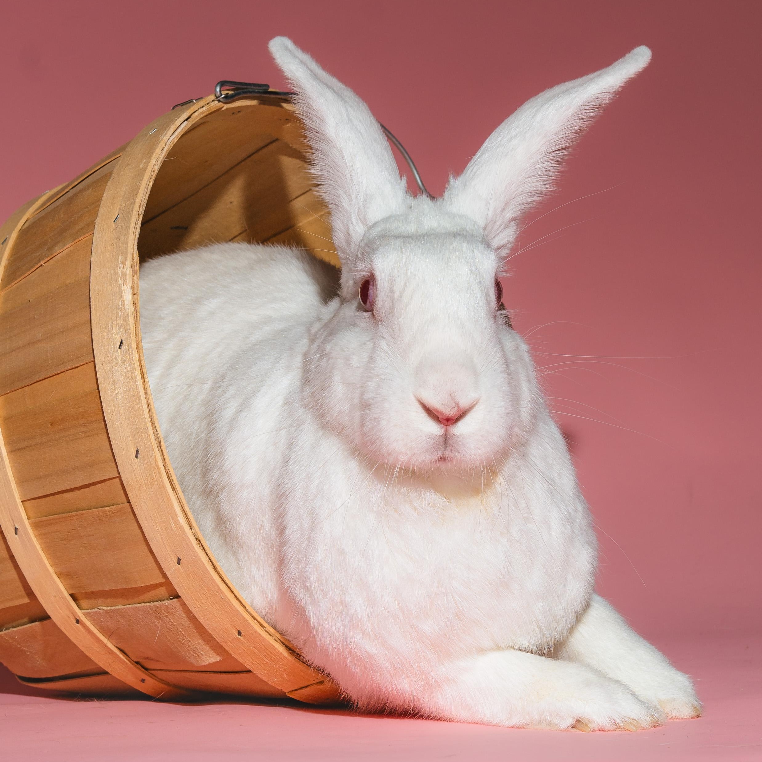 Nova, adoptable, Adult Female New Zealand.