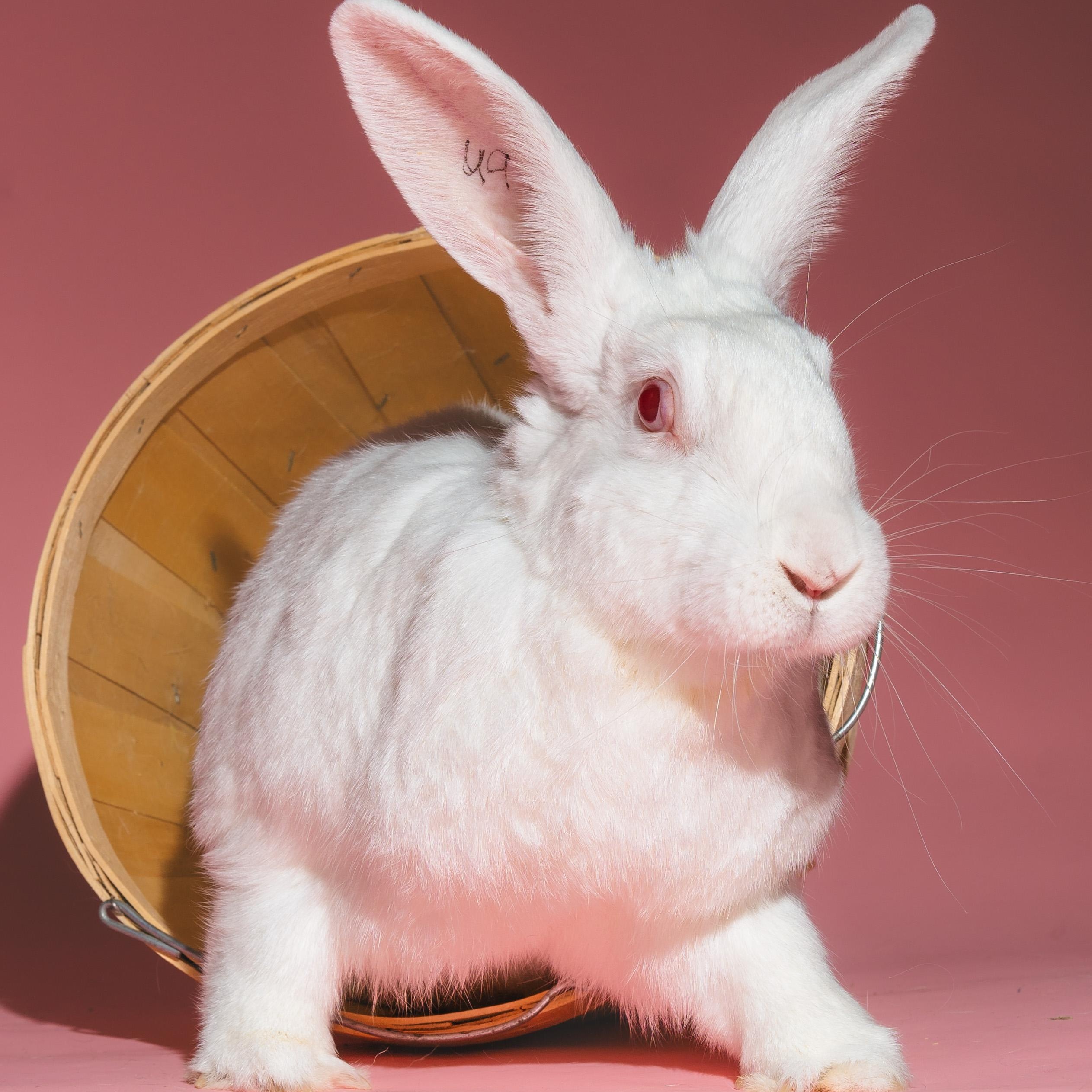 Nova, an adoptable New Zealand in Columbia, MD image 3/4