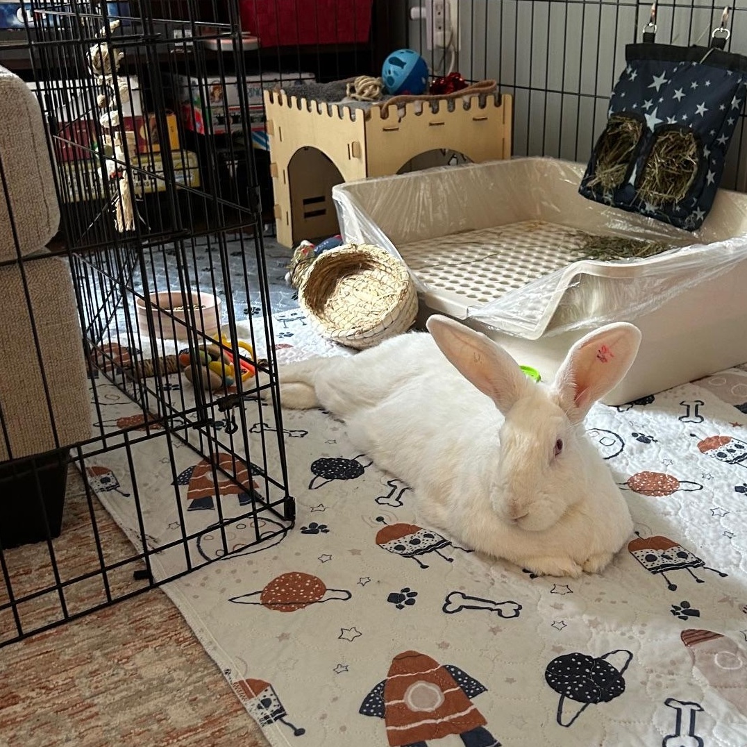 Nova, an adoptable New Zealand in Columbia, MD image 2/4