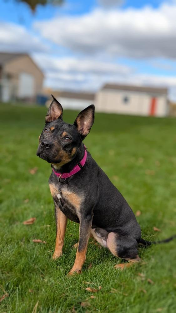 Enlarge Hadley, a Adoptable mixed breed in Grand Rapids, MI image 1/4