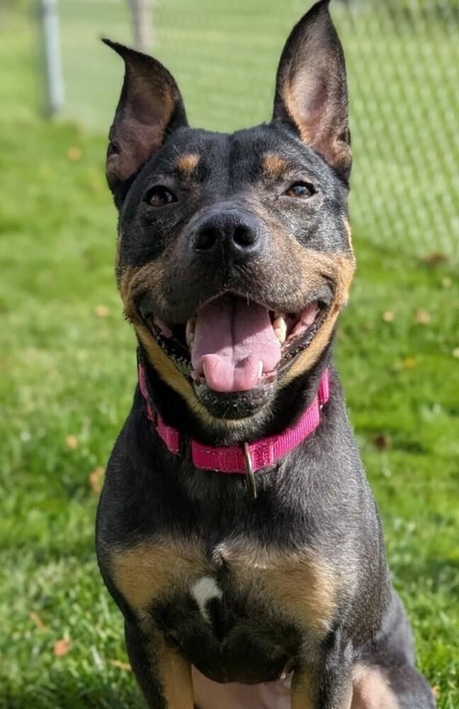 Enlarge Hadley, a Adoptable mixed breed in Grand Rapids, MI image 2/4