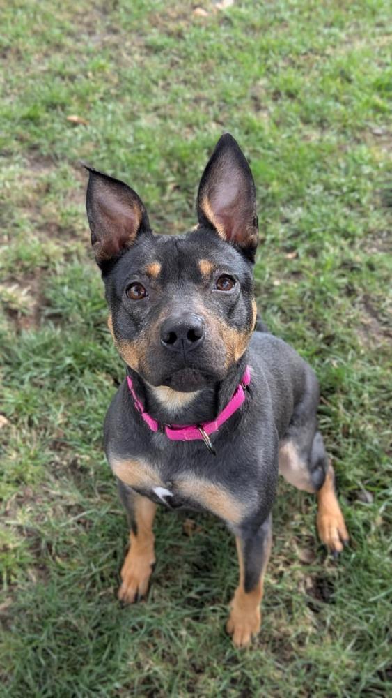 Enlarge Hadley, a Adoptable mixed breed in Grand Rapids, MI image 3/4