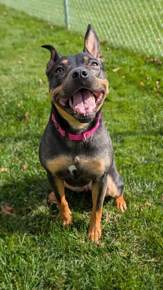 Enlarge Hadley, a Adoptable mixed breed in Grand Rapids, MI image 4/4