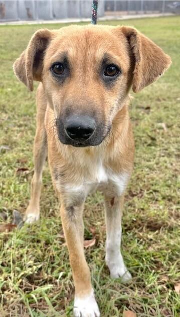 Enlarge Bailey, a Adoptable mixed breed in Washington, DC image 1/5
