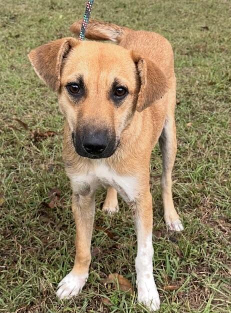 Enlarge Bailey, a Adoptable mixed breed in Washington, DC image 2/5