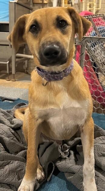 Enlarge Bailey, a Adoptable mixed breed in Washington, DC image 3/5