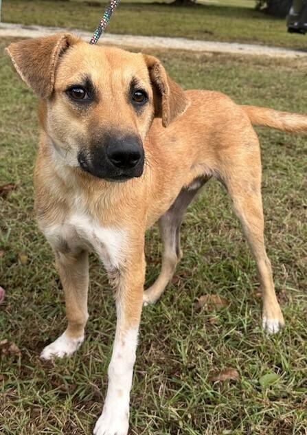 Enlarge Bailey, a Adoptable mixed breed in Washington, DC image 4/5